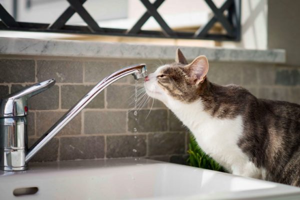 Why does my cat have weird drinking habits 57f63f6acee2a 600x400