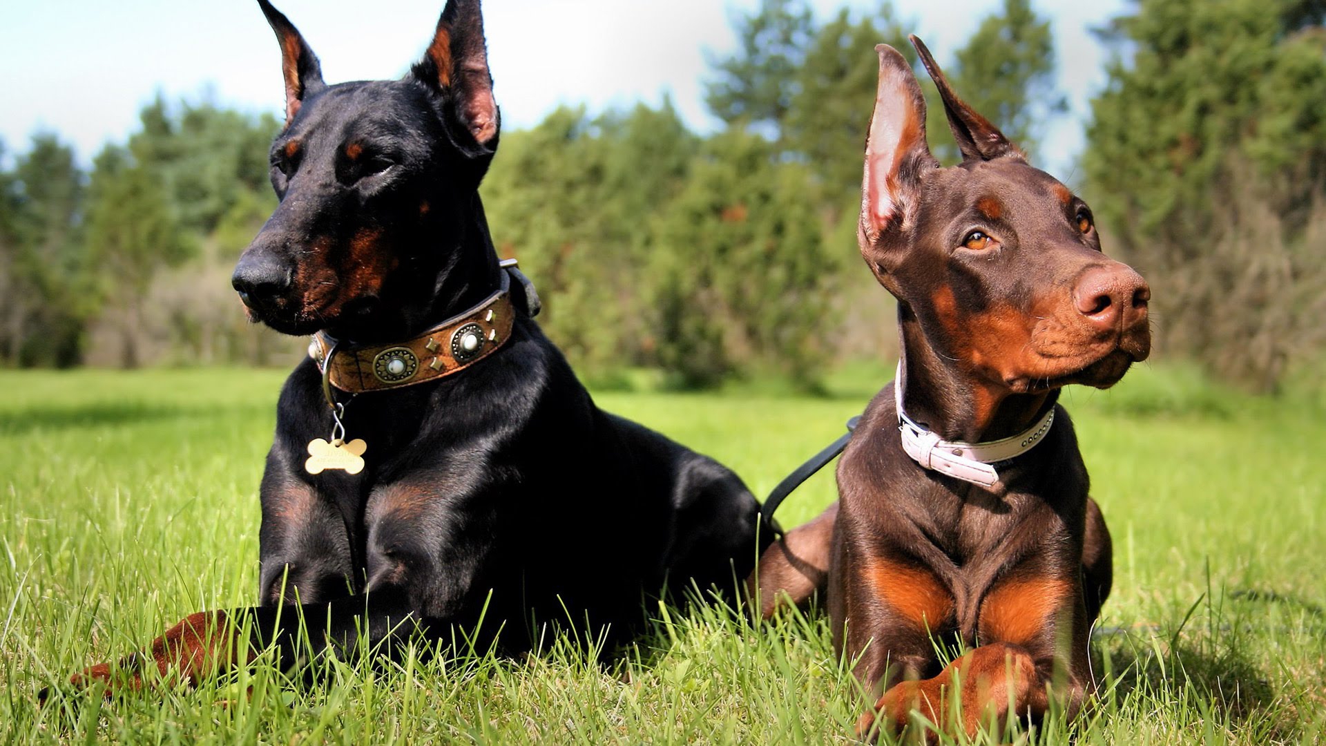 Doberman pinscher wallpapers hd