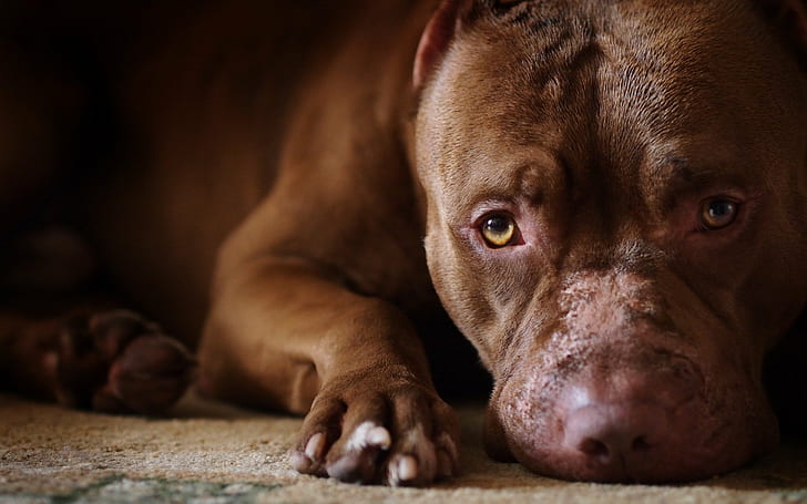 Creepy dog pitbull puppies wallpaper preview