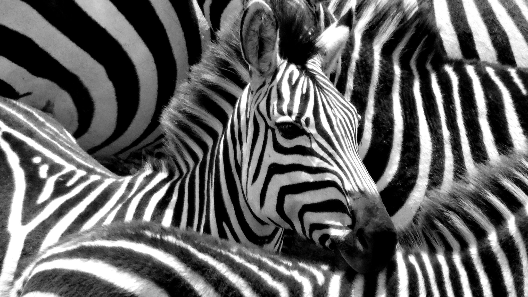  110216091 zebra1